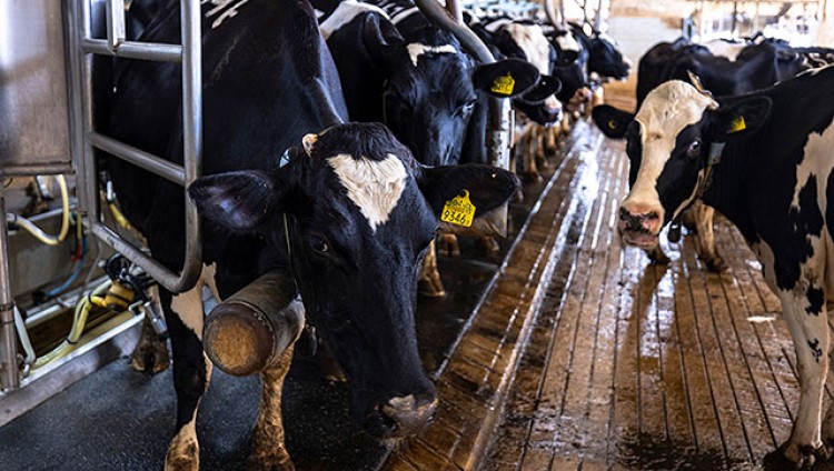 Установлена причина дороговизны молочных продуктов в Израиле