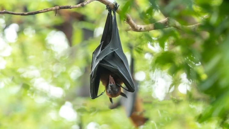 «Летучие мыши не виноваты!»: Израильские ученые развенчали миф о коронавирусе