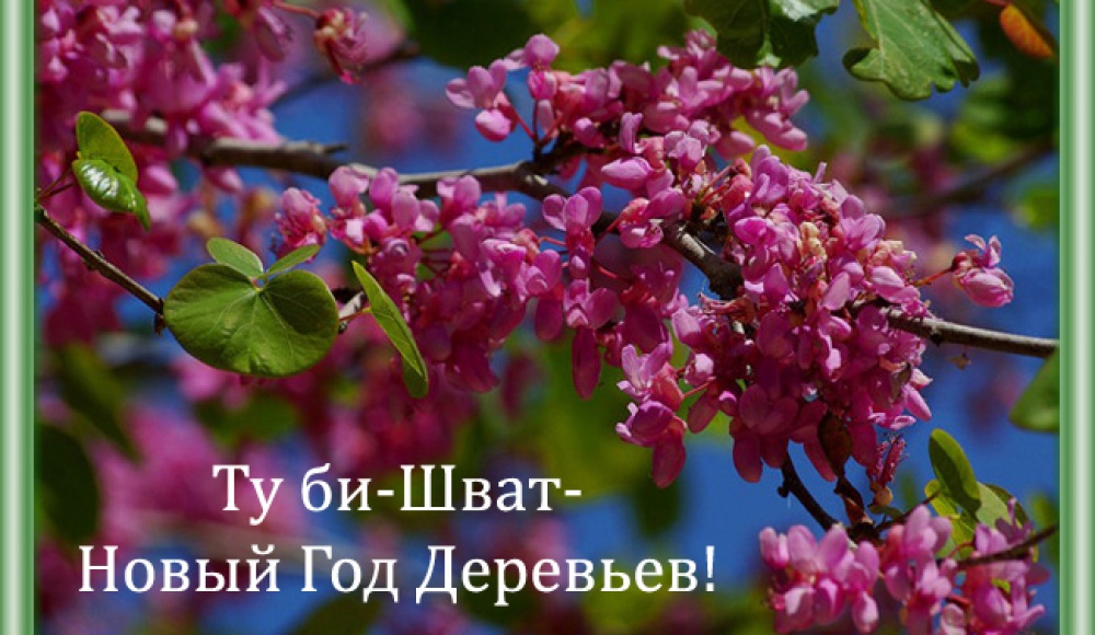 Герман Захарьяев поздравляет всех с праздником Ту би Шват!