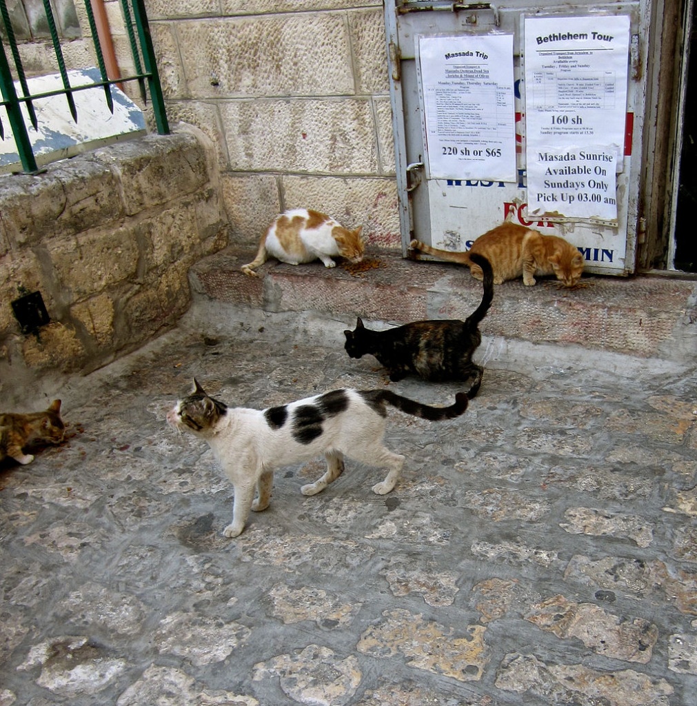 Jerusalem_Cats_cats_cats_(6035086482).jpg Jerusalem_Cats_cats_cats_(6035086482).jpg