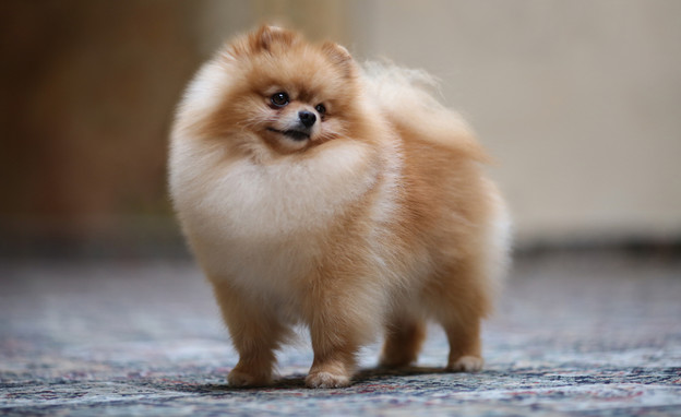 DOGGGIGI_03_i.jpg