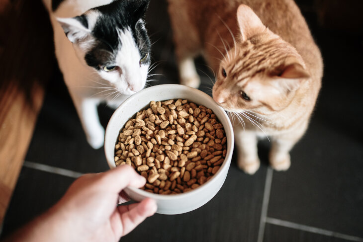 Cats-8-Jewish-Facts2.jpg Cats-8-Jewish-Facts2.jpg