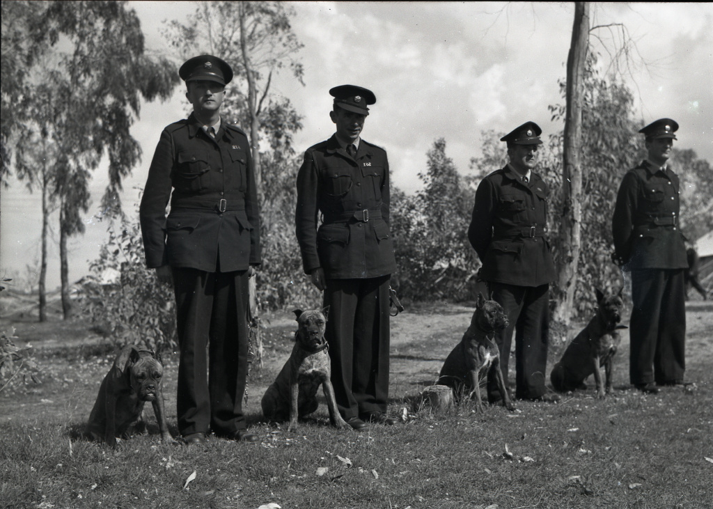 Police_dogs_in_Israel_(997008137403605171.jpg Police_dogs_in_Israel_(997008137403605171.jpg