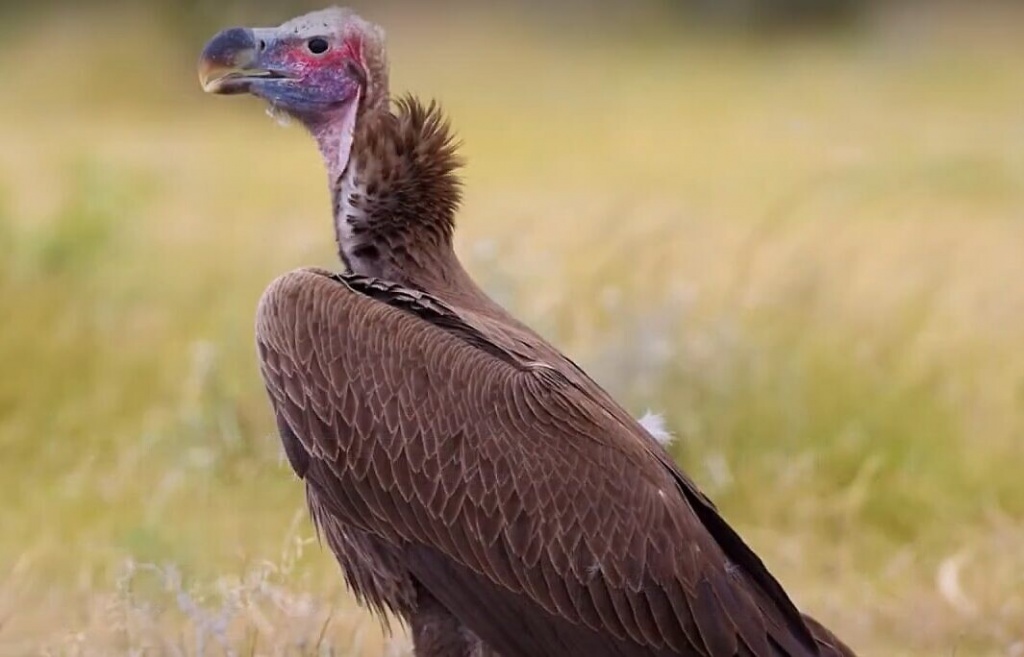 lappet-faced-vulture-e1621959433286.jpg lappet-faced-vulture-e1621959433286.jpg
