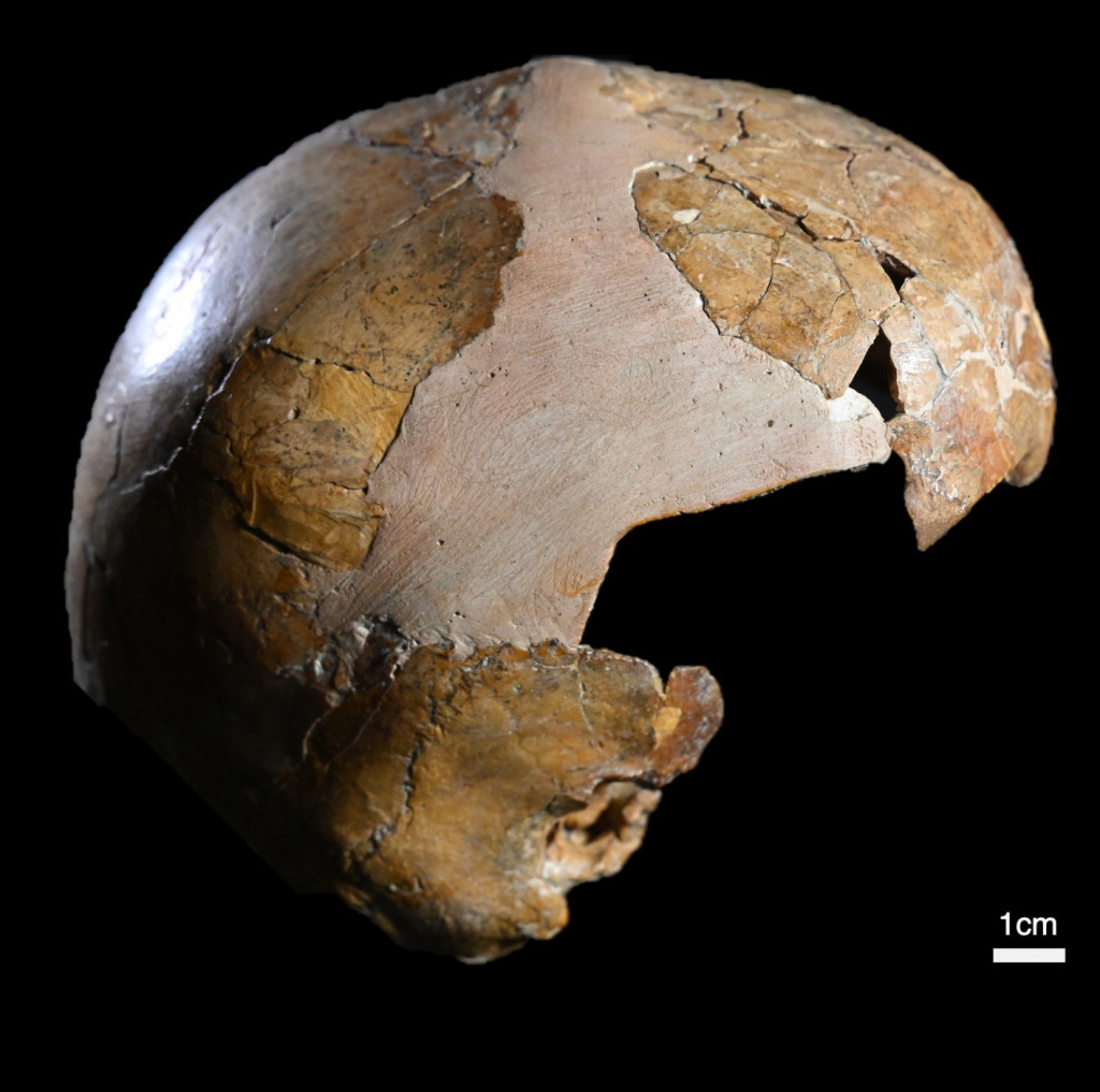 2.-The-skull-of-Skhul-I-child-showing-cranial-curvature-typical-of-Homo-sapiens.jpeg
